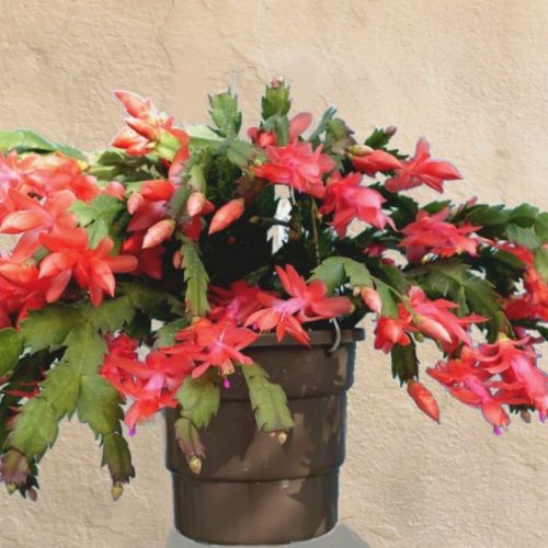 El Schlumbergera o cactus de Navidad en 5 preguntas