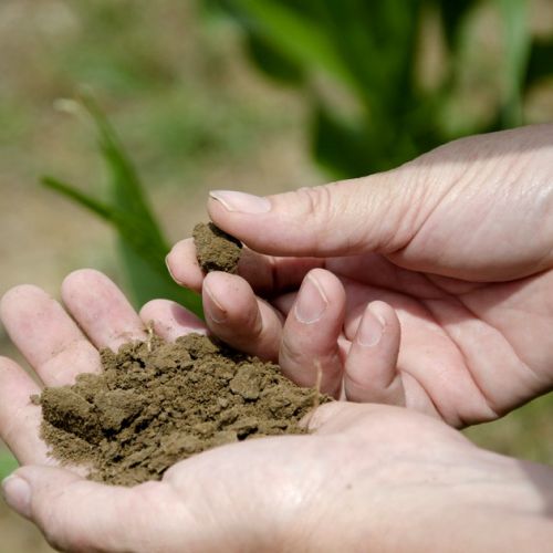 Fertilizantes: ¿cómo utilizar la ceniza de madera en el jardín?