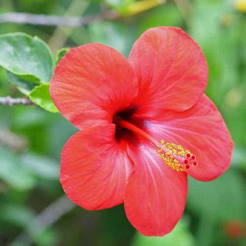 Flora exótica: 3 flores emblemáticas de Malasia