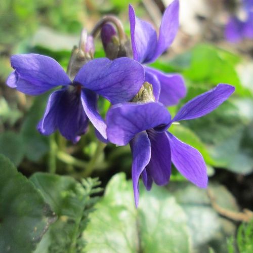Flores: 8 cosas que hay que saber sobre las violetas