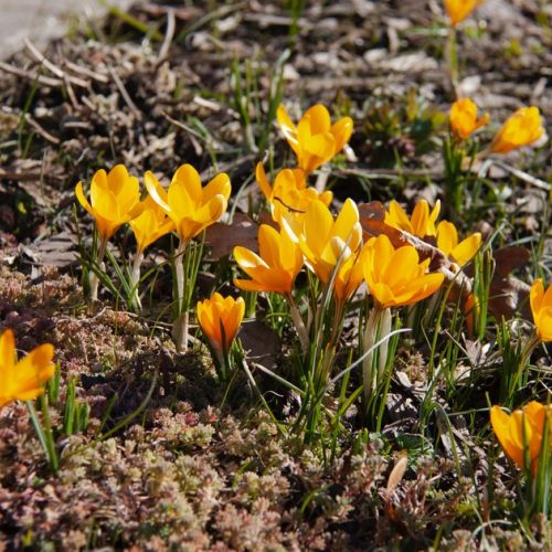 Flores de otoño: ¿cuáles son las flores de temporada?