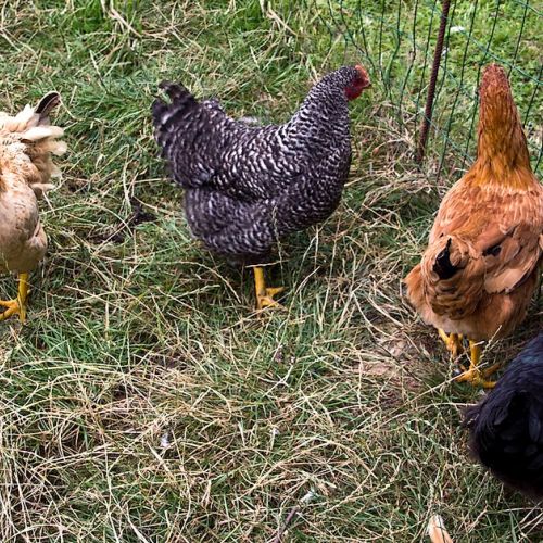 Gallinas domésticas: su comportamiento descifrado en 6 preguntas.