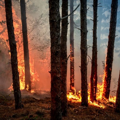 Gestión forestal: ¿qué pasaría si Francia siguiera el ejemplo de Portugal?