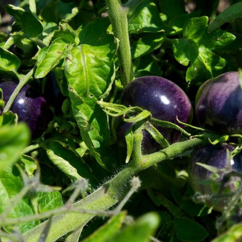 Huerto: 5 preguntas sobre el tomate azul