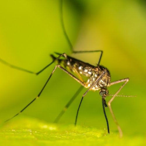 Insólito: 3 beneficios de los mosquitos.