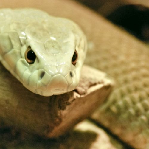 Inusual: veneno de serpiente en los medicamentos