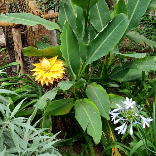 Jardín: 5 buenas razones para adoptar el banano enano loto de oro.