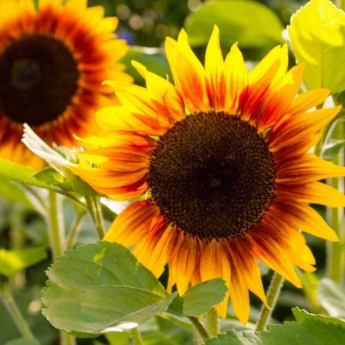 Jardín: 5 buenas razones para plantar girasoles