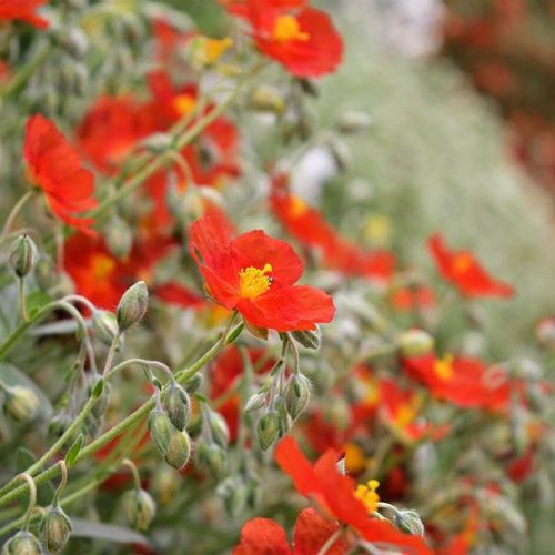 Jardín: 5 buenas razones para plantar heliantemos.