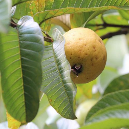 Jardín: 5 buenas razones para plantar un guayabo