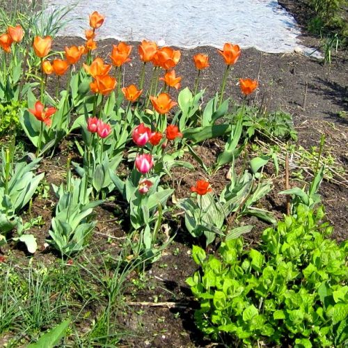 Jardín: 5 buenas razones para poner flores en tu jardín