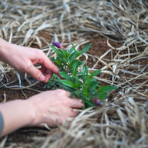 Jardín: 5 buenas razones para usar paja.