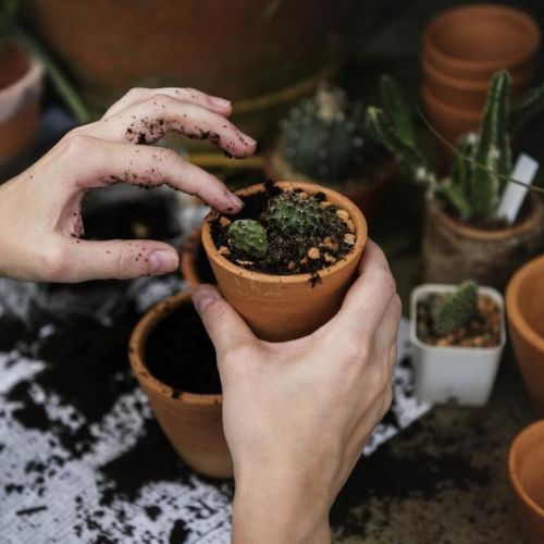 Jardín: 5 consejos para proteger las macetas de las heladas