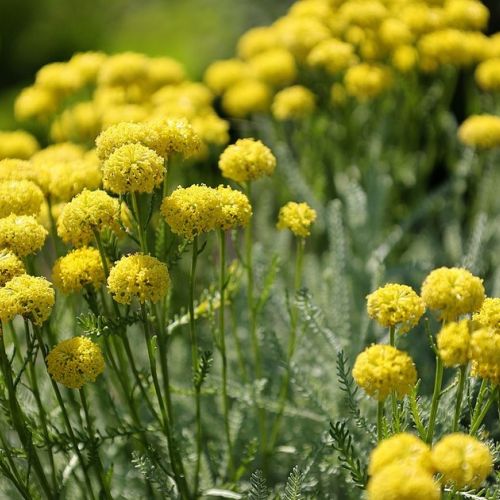 Jardín: 5 plantas de flor resistentes a la sequía