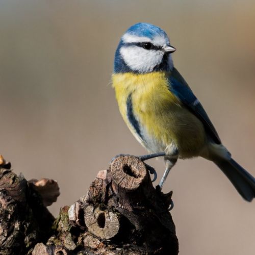 Jardín: atraer a los carboneros contra las orugas procesionarias