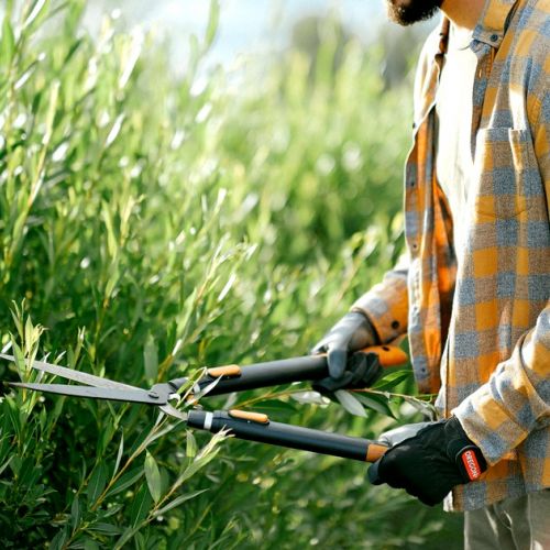 Jardín: ¿cuándo podar los setos para los pájaros?