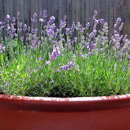 Jardín: plantar lavanda en 5 preguntas