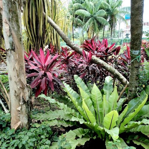 Jardín selva: 5 plantas para seguir esta tendencia
