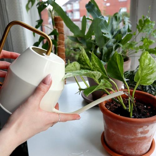 Jardinería: ¿qué agua usar para las plantas de interior?