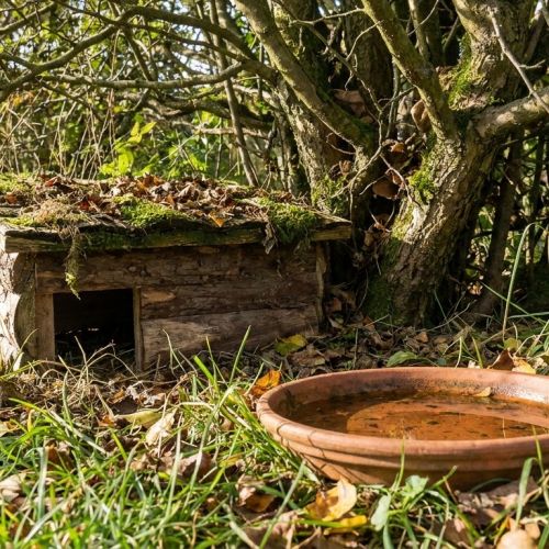 Jardinería ecológica: cómo acoger la fauna y la flora silvestres en tu jardín.