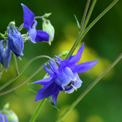 La aquilegia: 5 cosas que debes saber sobre esta hermosa flor de primavera