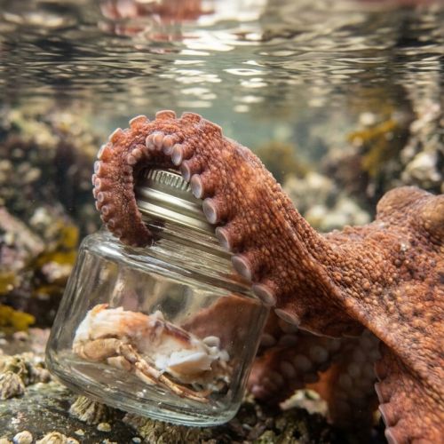 La inteligencia de los pulpos: lo que estos solitarios nos enseñan sobre la mente animal.