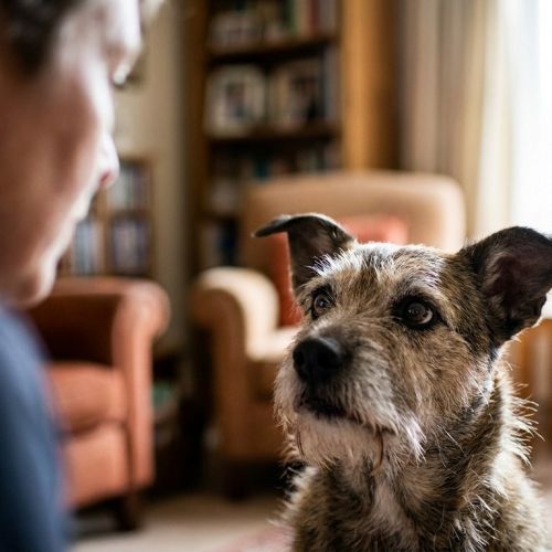 La inteligencia emocional del perro: cómo tu compañero lee tus sentimientos.