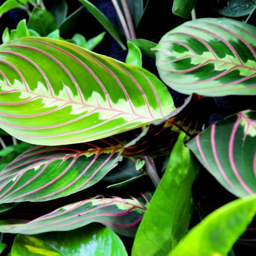 La maranta o planta religiosa: características y cuidados