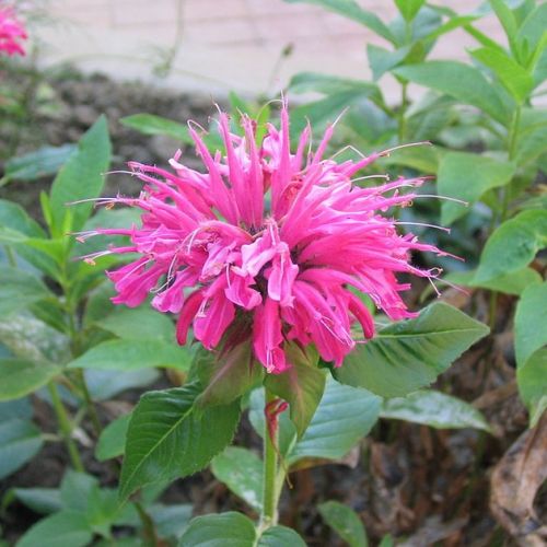La monarda: 5 buenas razones para cultivar esta planta