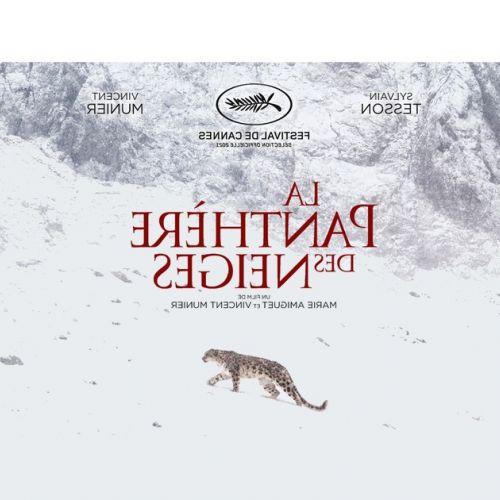 La pantera de las nieves: el evento cinematográfico dirigido por Vincent Munier
