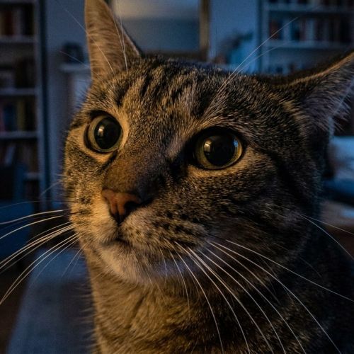La percepción sensorial del gato: cómo tu felino ve y escucha el mundo.
