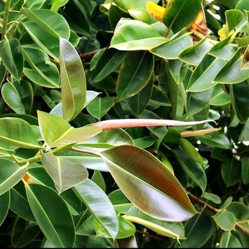 La planta de caucho: una planta verde fácil de cuidar.