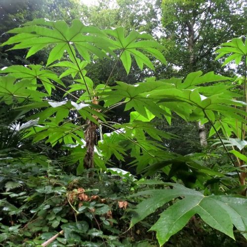 La planta de papel de arroz: 5 cosas que debes saber sobre el Tetrapanax papyrifera.