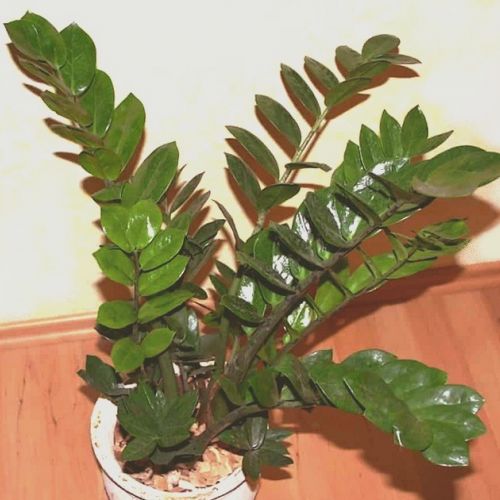 La planta ZZ o Zamioculcas zamiifolia en 5 preguntas.