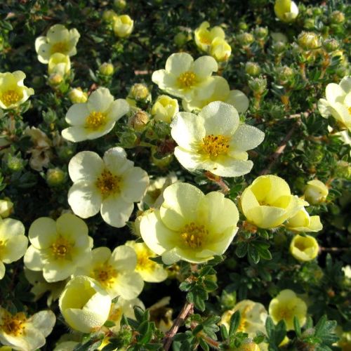 La potentilla arbustiva: 5 cosas que debes saber sobre este arbusto de floración veraniega