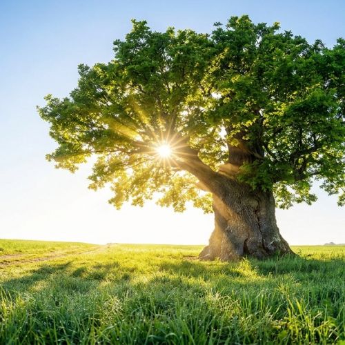 ¿Los árboles realmente absorben CO2? Mito y realidad del balance de carbono forestal.
