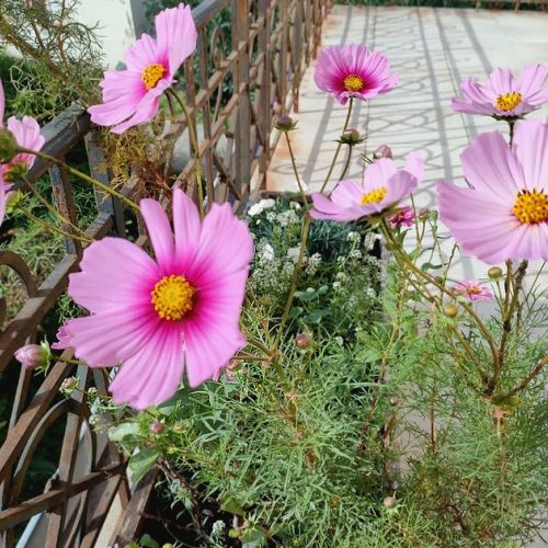 Los cosmos: flores ligeras para tus macizos.