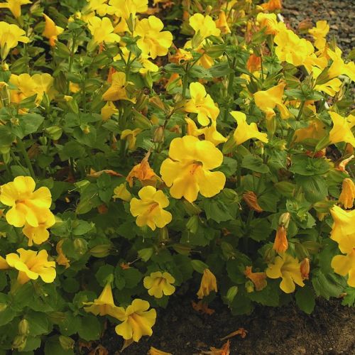 Los mimulus: flores llenas de colores.