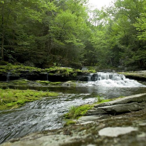 Medio ambiente: comprender la restauración de la naturaleza en 5 preguntas