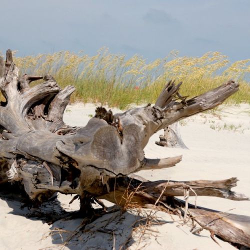 Medio ambiente: no todo está permitido en la playa