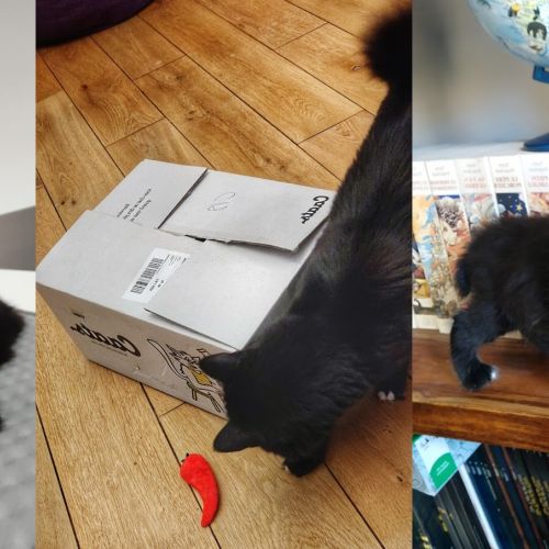 Mi experiencia con esta comida para gatos (+ promoción)