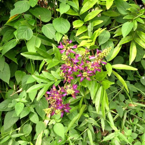 Millettia japonica satsuma : descubra la glicinia de verano en 5 preguntas