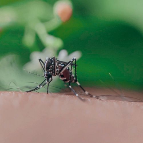 Mosquitos: pronto habrá un repelente revolucionario para evitar las picaduras.