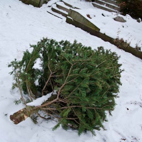 Navidad: ¿cómo reciclar su árbol después de las fiestas?
