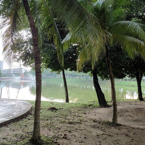 Palma, coco o dátil: ¿cómo reconocerlos?
