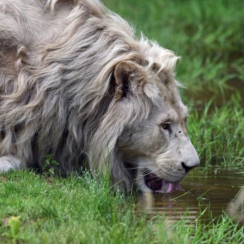 Parques zoológicos de Lumigny: 3 buenas razones para visitar este zoo