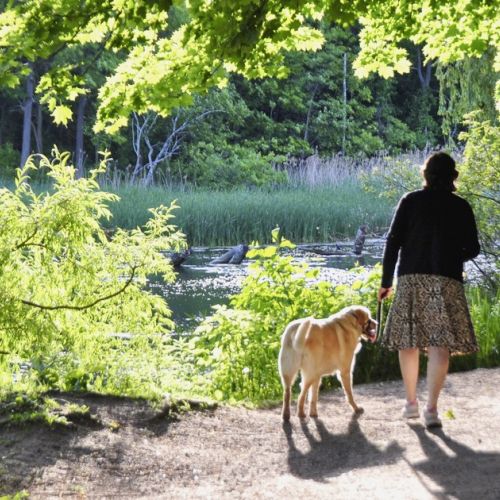 Pasear a su perro en el bosque: ¿cuáles son las reglas a seguir?