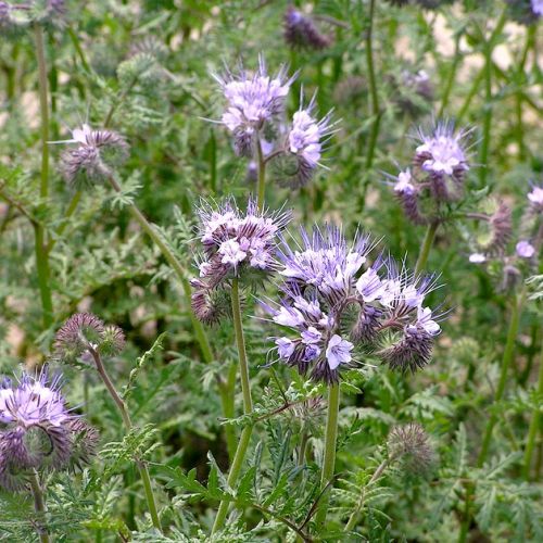 Phacelia: 3 buenas razones para plantar esta flor en tu jardín
