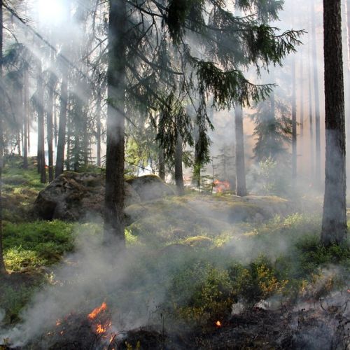 Prevención de incendios: Météo France lanza un pronóstico del tiempo para los bosques.