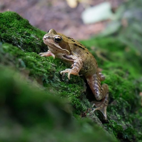 Rana en el jardín: ¿qué hacer?